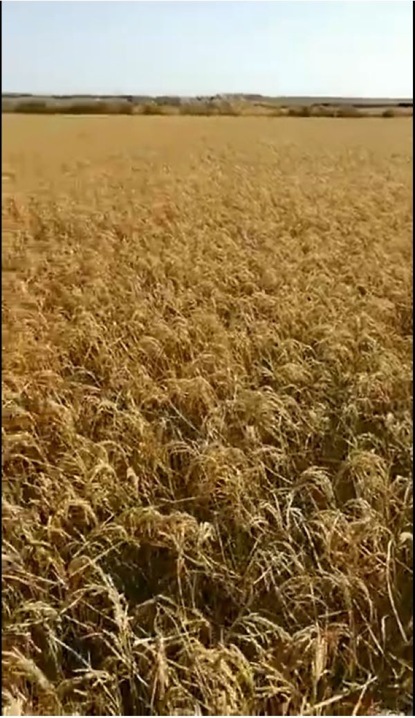 向國慶獻禮 岳氏集團富硒農產品喜獲豐收